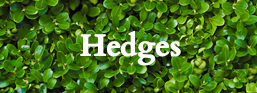 Link to hedges