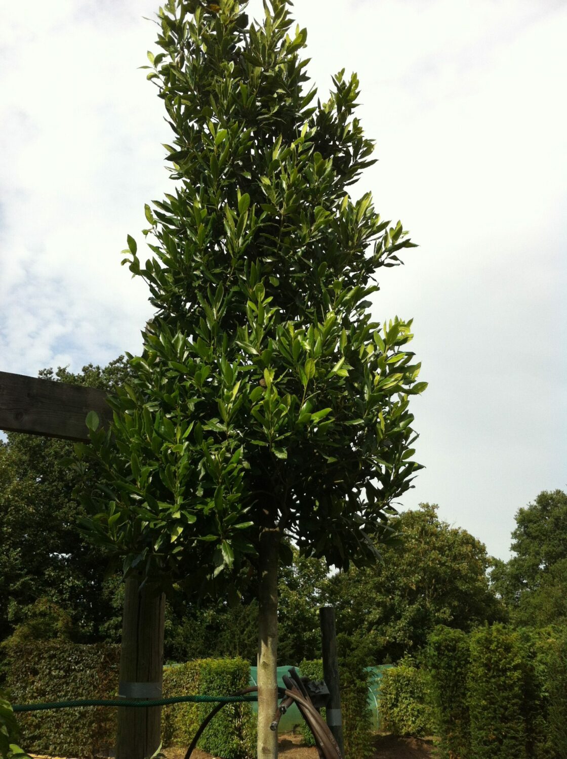 Practicality Brown Laurus Nobilis Bay Tree