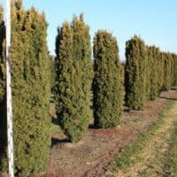 Taxus Baccata Fastigiata Aureomarginata Golden Irish Yew