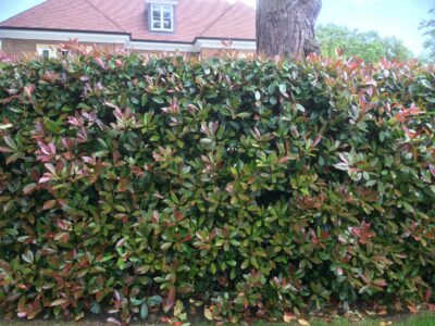 Evergreen Screening Photinia hedge