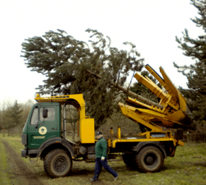 tree moving