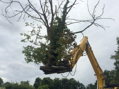 Tree Shears