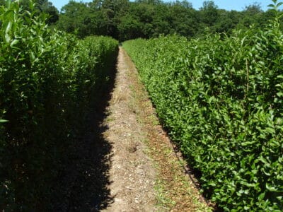 Elveden Instant Privet Hedge