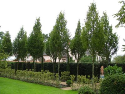 Carpinus betulus Frans Fontaine (Hornbeam)