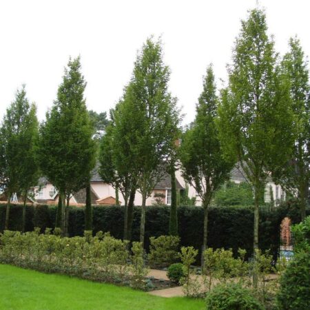 Instant Hedges and Trees from Practicality Brown | Instant Landscape ...