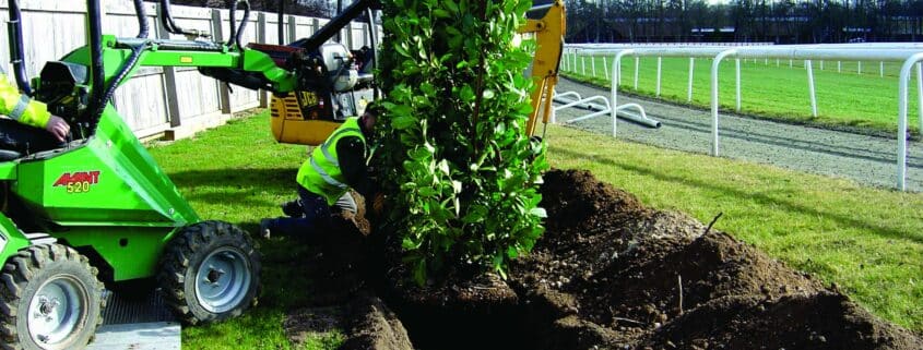 racecourse hedge Newmarket