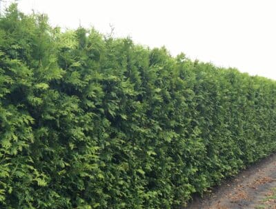 Thuja occidentalis Brabant mature hedging