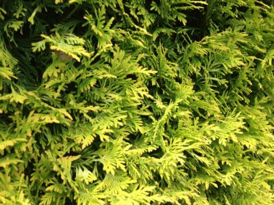 Thuja occidentalis leaf