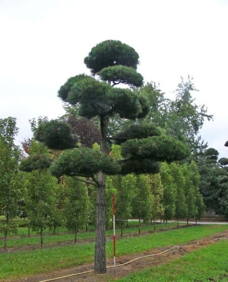 Practicality Brown | Special Topiary Pinus nigra 7-8m high