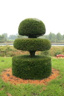Special shaped topiary