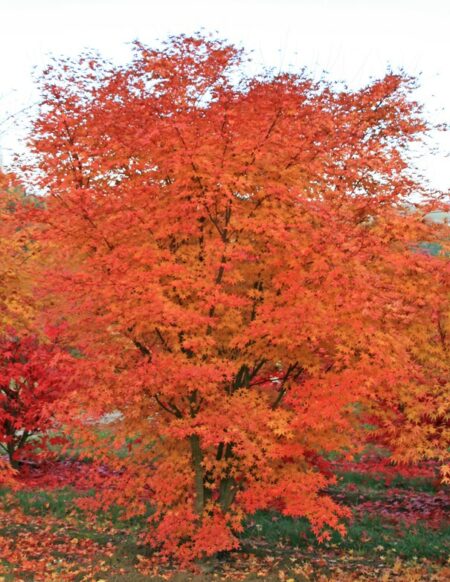 Acer palmatum (Japanese Maple) Practicality Brown