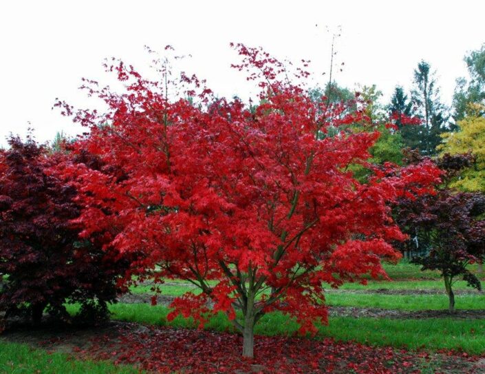 Acer Palmatum Osakazuki Japanese Maple Practicality Brown 