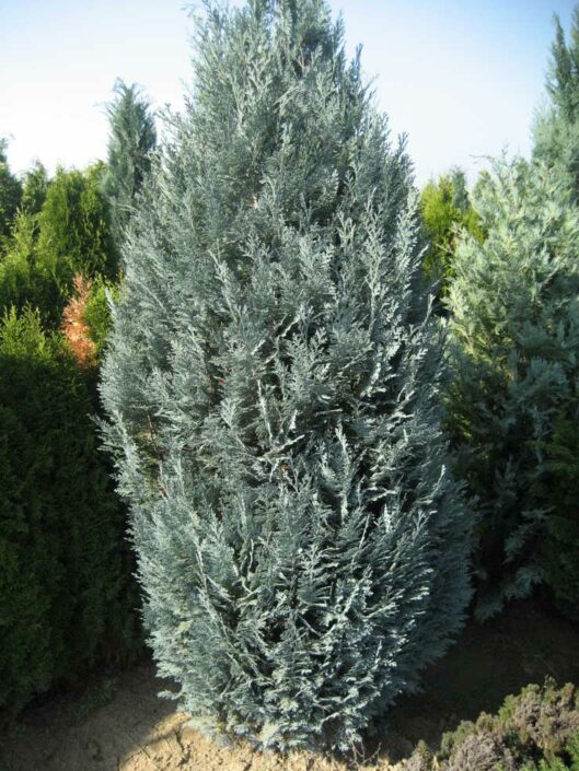 Chamaecyparis lawsoniana pembury blue (Lawson Cypress Pembury Blue ...