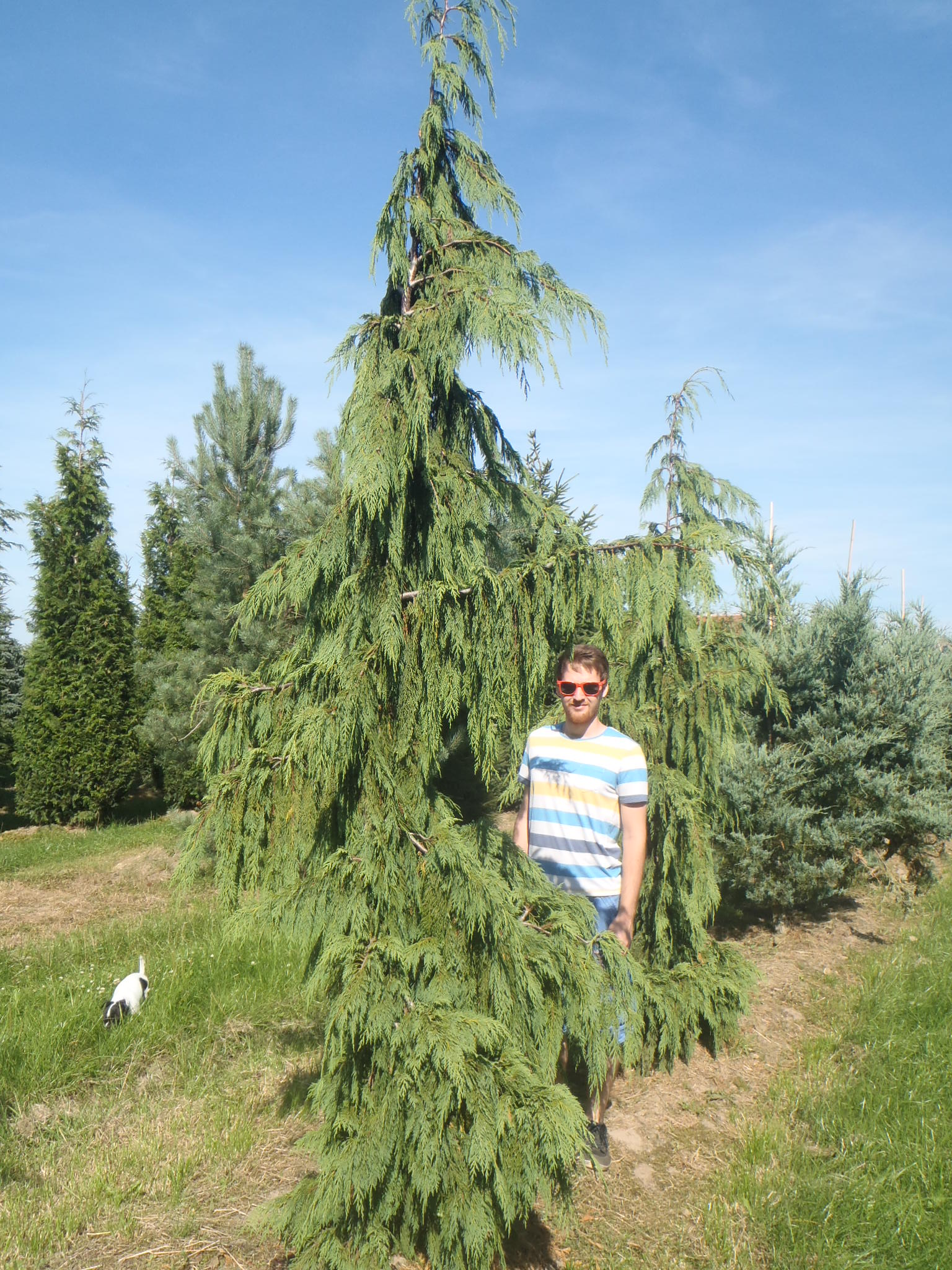 cypress nootka