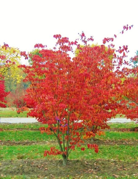 Cornus kousa China Girl (Dogwood China Girl) Practicality Brown