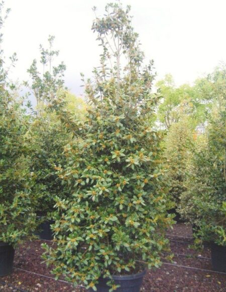 Ilex Aquifolium Nellie R Stevens (Nellie R Stevens Holly) Practicality ...