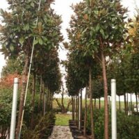 Evergreen magnolia screening tree with magnificent floral display