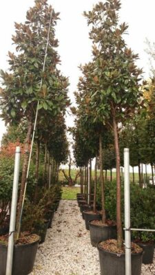 Evergreen magnolia screening tree with magnificent floral display