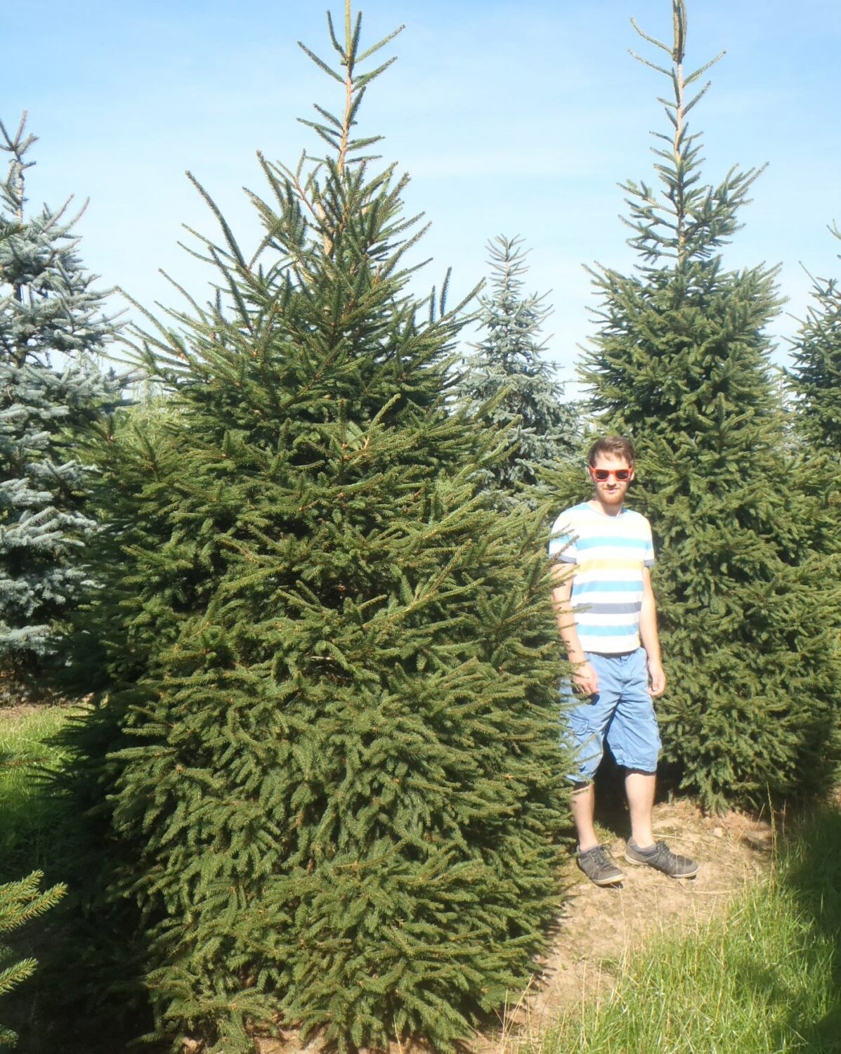 Picea abies (Norway Spruce) Practicality Brown