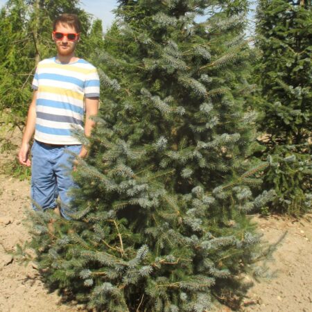 Picea sitchensis growing in the field, with a person pictured alongside.