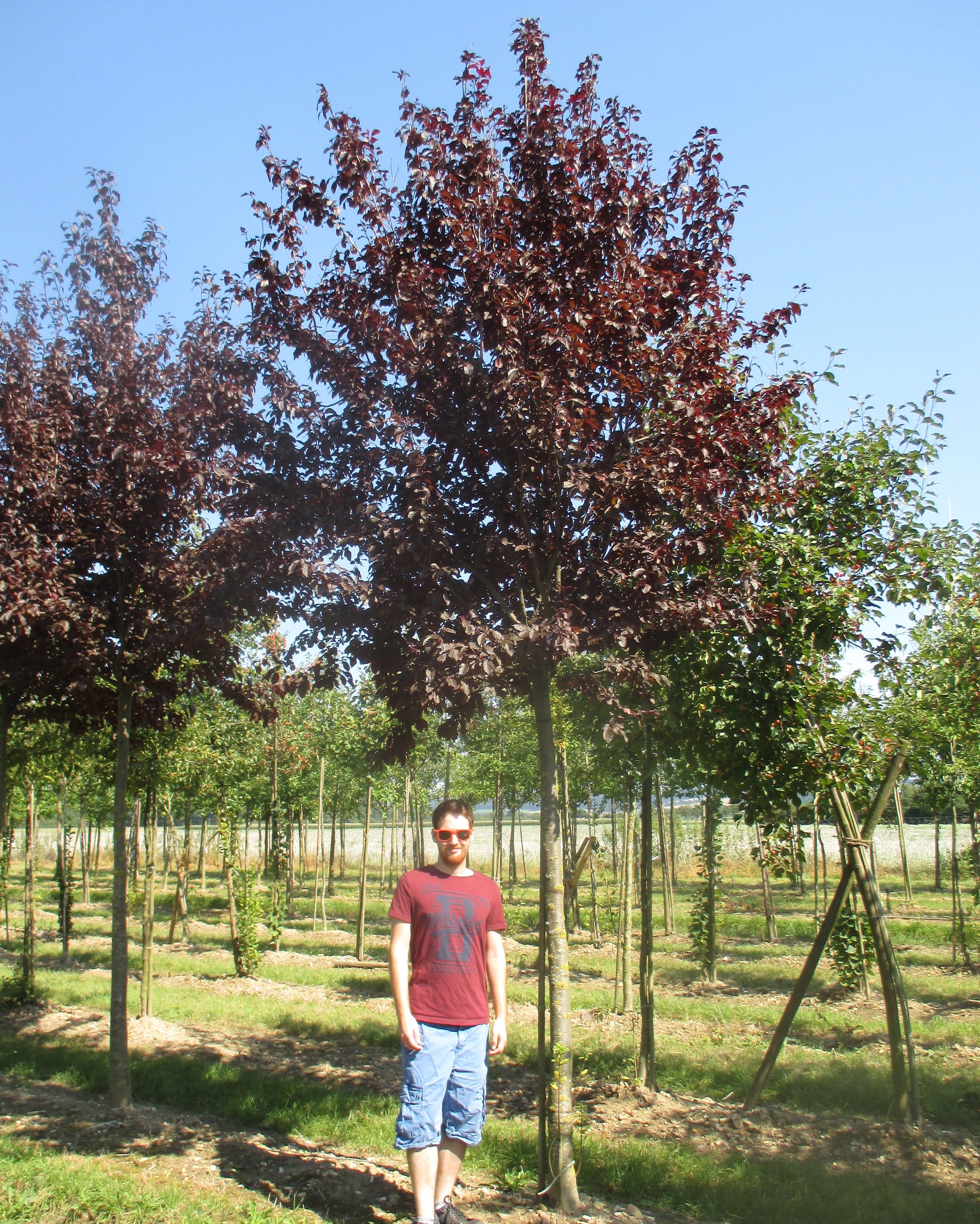 Prunus cerasifera Nigra (Purple Plum) - Practicality Brown