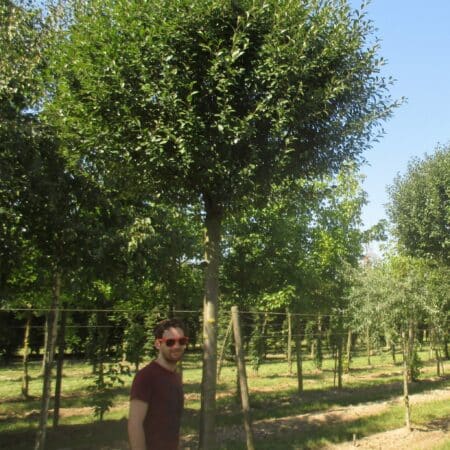 Prunus fruticosa 'Globosa' growing in the field in the summer.