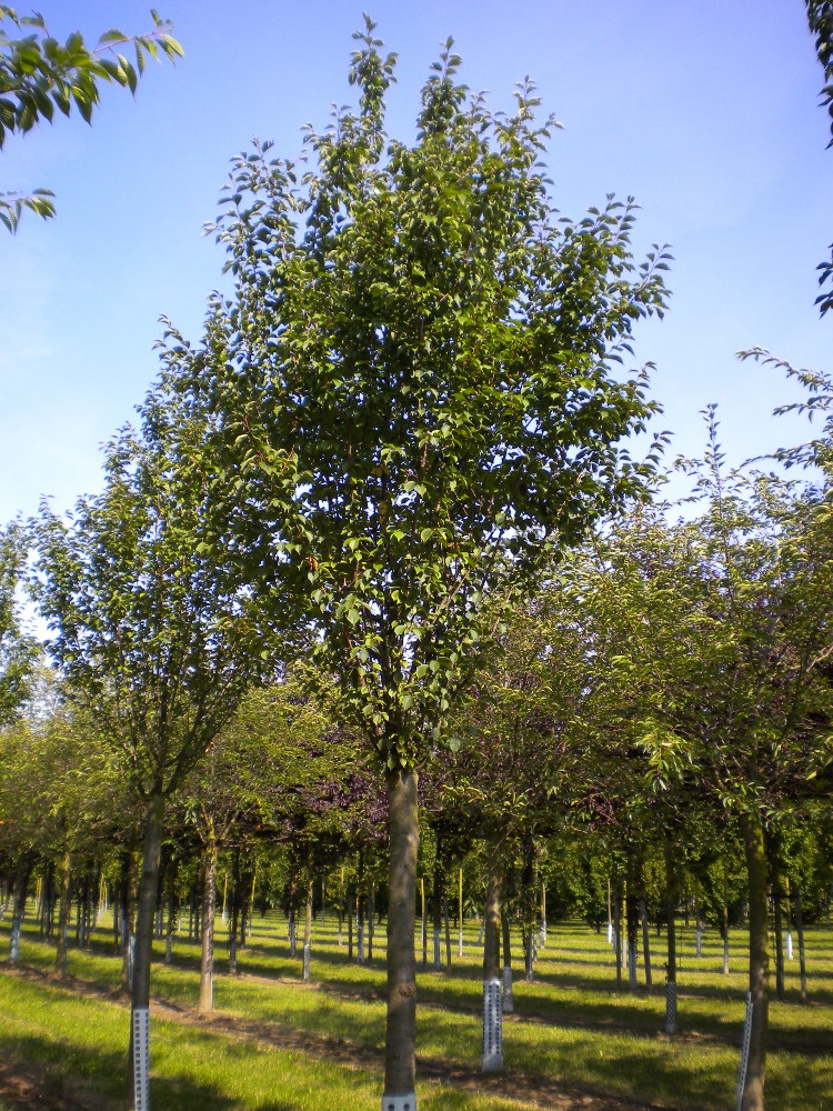 Prunus x hillieri Spire (Spire Japanese Cherry) - Practicality Brown