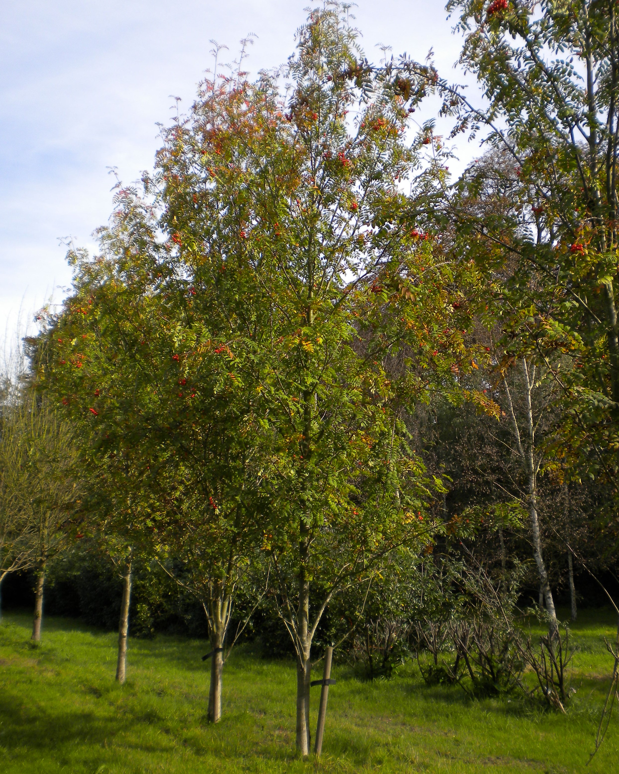 Sorbus Aucuparia Practicality Brown   Sorbus Aucuparia 