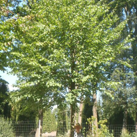 Tilia cordata 'Rancho' in summer growing in the field.