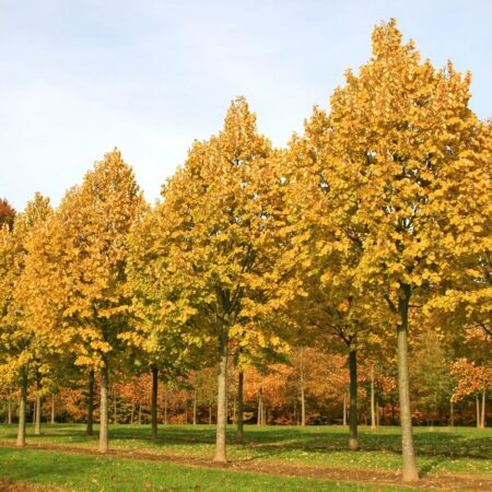 Tilia tomentosa 'Brabant' growing in the field in early autumn. Trees showing early autumn yellow leaves.