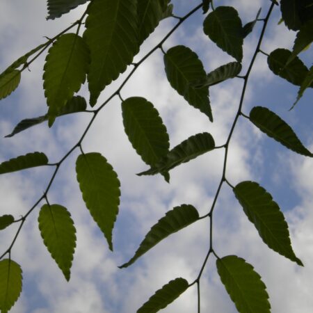 Zelkova foliage in summer shown against a blue cloudy sky.