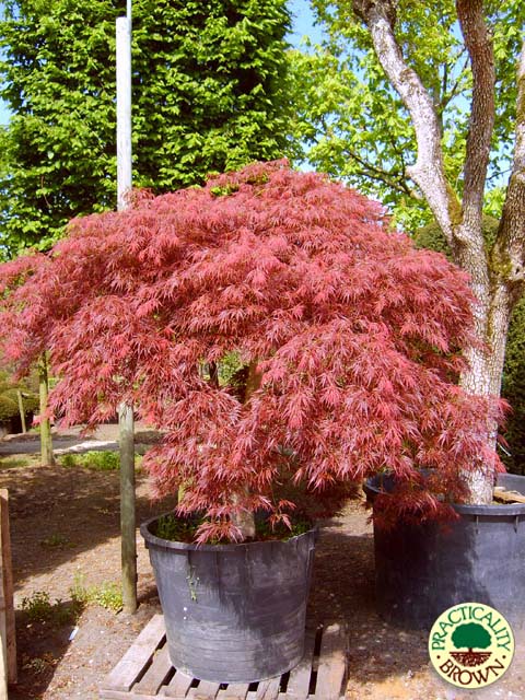 Selection of Specimen Trees available | Practicality Brown