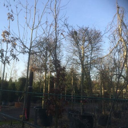 Fagus sylvatica 'Dawyck Purple' growing on the nursery in winter.