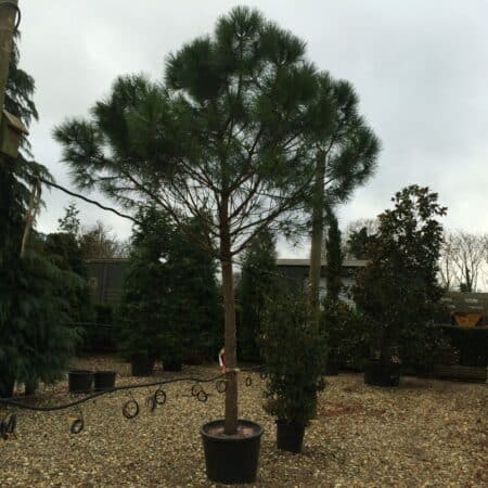 Pinus pinea in container growing on the nursery.