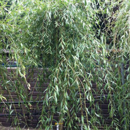 Salix alba 'Tristis' foliage