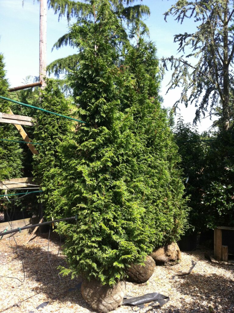 Thuja Plicata Atrovirens (western Red Cedar) Practicality Brown