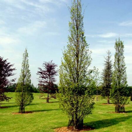 Best Trees for Blossom - Practicality Brown Privacy for your garden