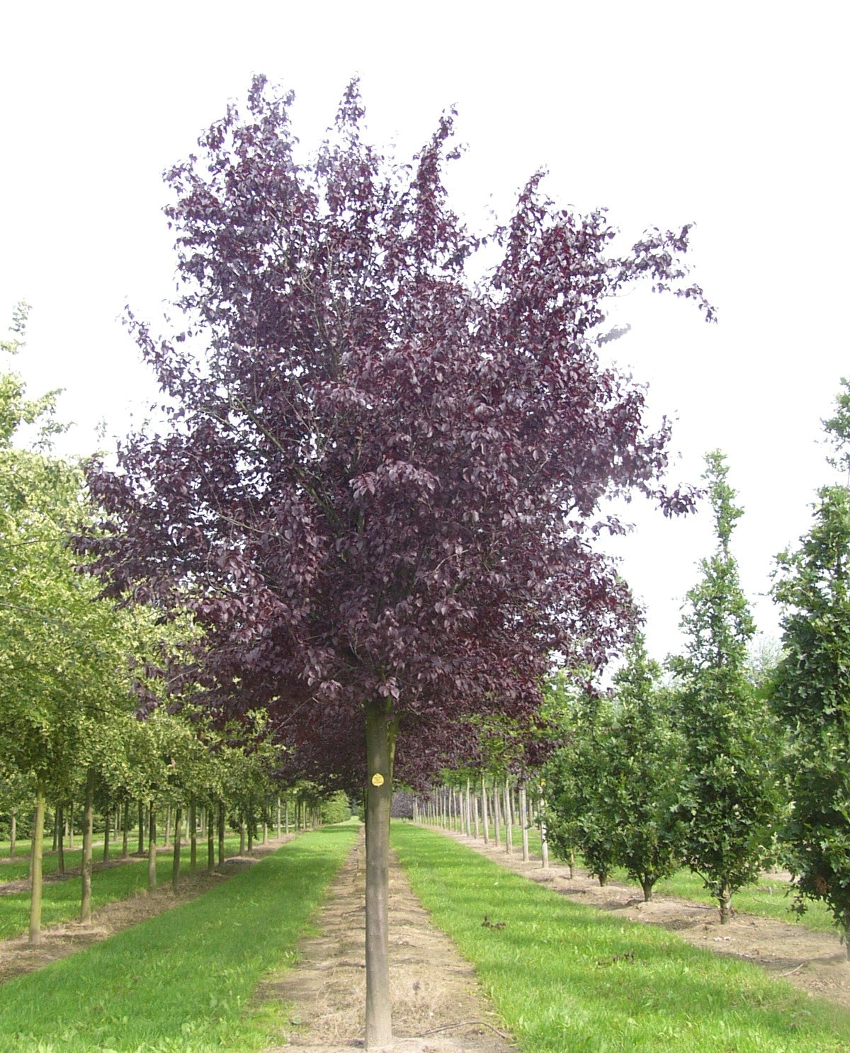 Prunus cerasifera Nigra (Purple Plum) - Practicality Brown