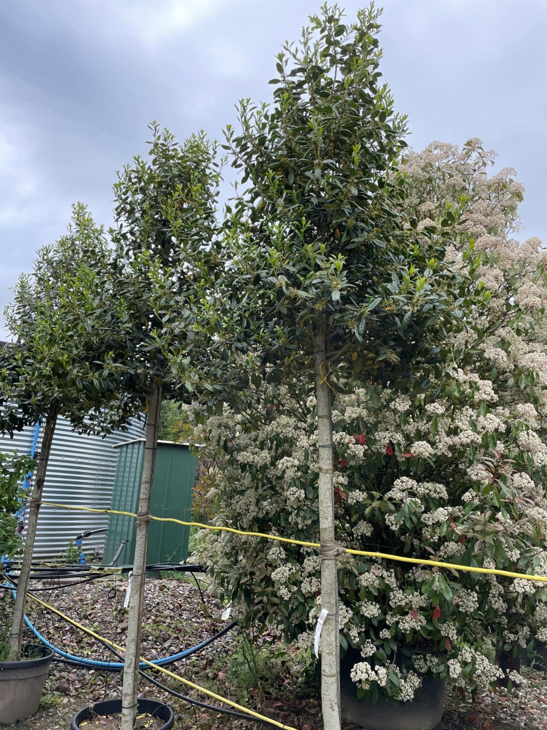 Ilex Aquifolium Nellie R Stevens (Holly Nellie R Stevens )