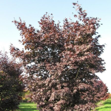 Acer palmatum Dissectum Atropurpureum (Purple Japanese Maple ...