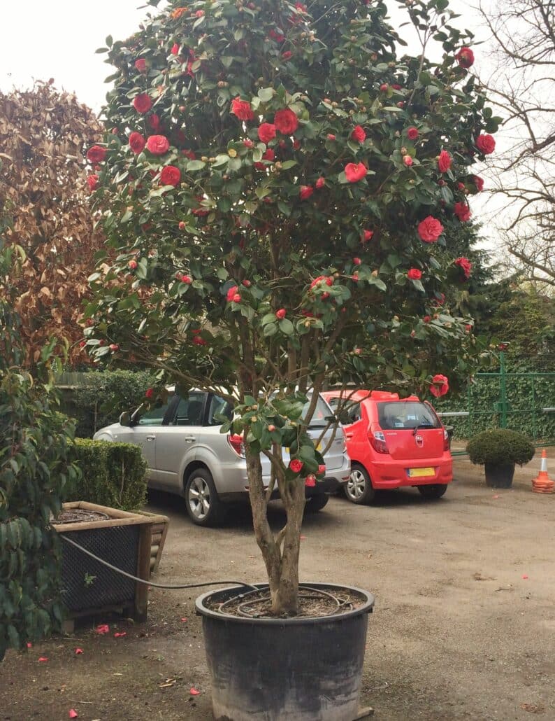 Camellia japonica Rosa Perfecta - Practicality Brown