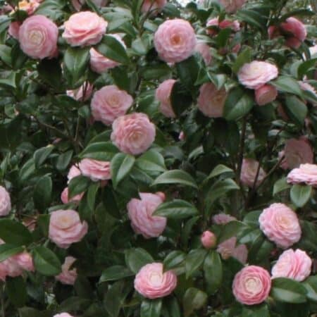 Japanese camellia evergreen