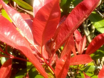 Close up of Photinia Red Robin with red spring growth