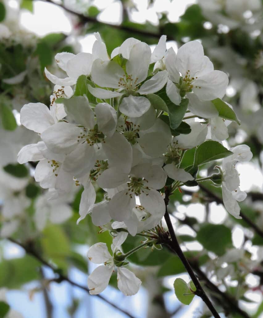 Malus evereste | Flowering Crab apple tree | Practicality Brown