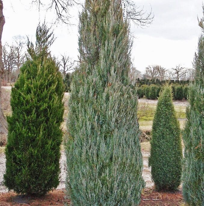 Juniper scopulorum Skyrocket | Juniperus virginiana Skyrocket