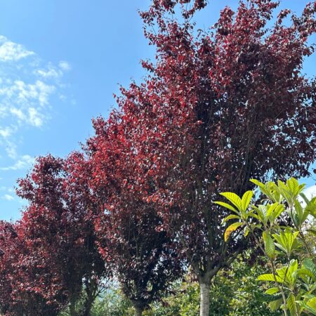 Closeup of Prunus cerasifera 'Pissardi' shown growing on the nursery