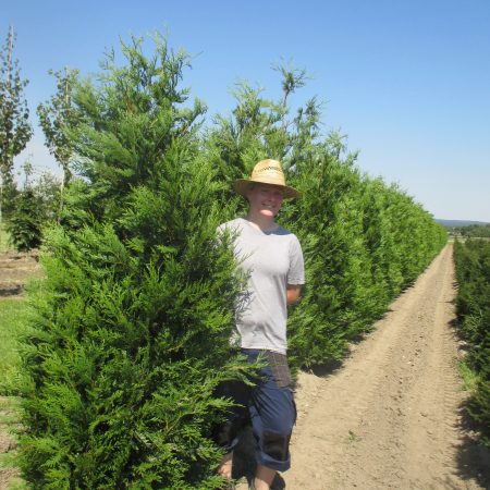 Practicality Brown | Thuja plicata Atrovirens (Western Red Cedar)