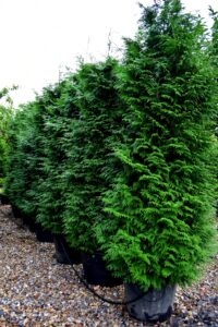 Thuja Plicata Excelsa (western Red Cedar) Evergreen Tree From 