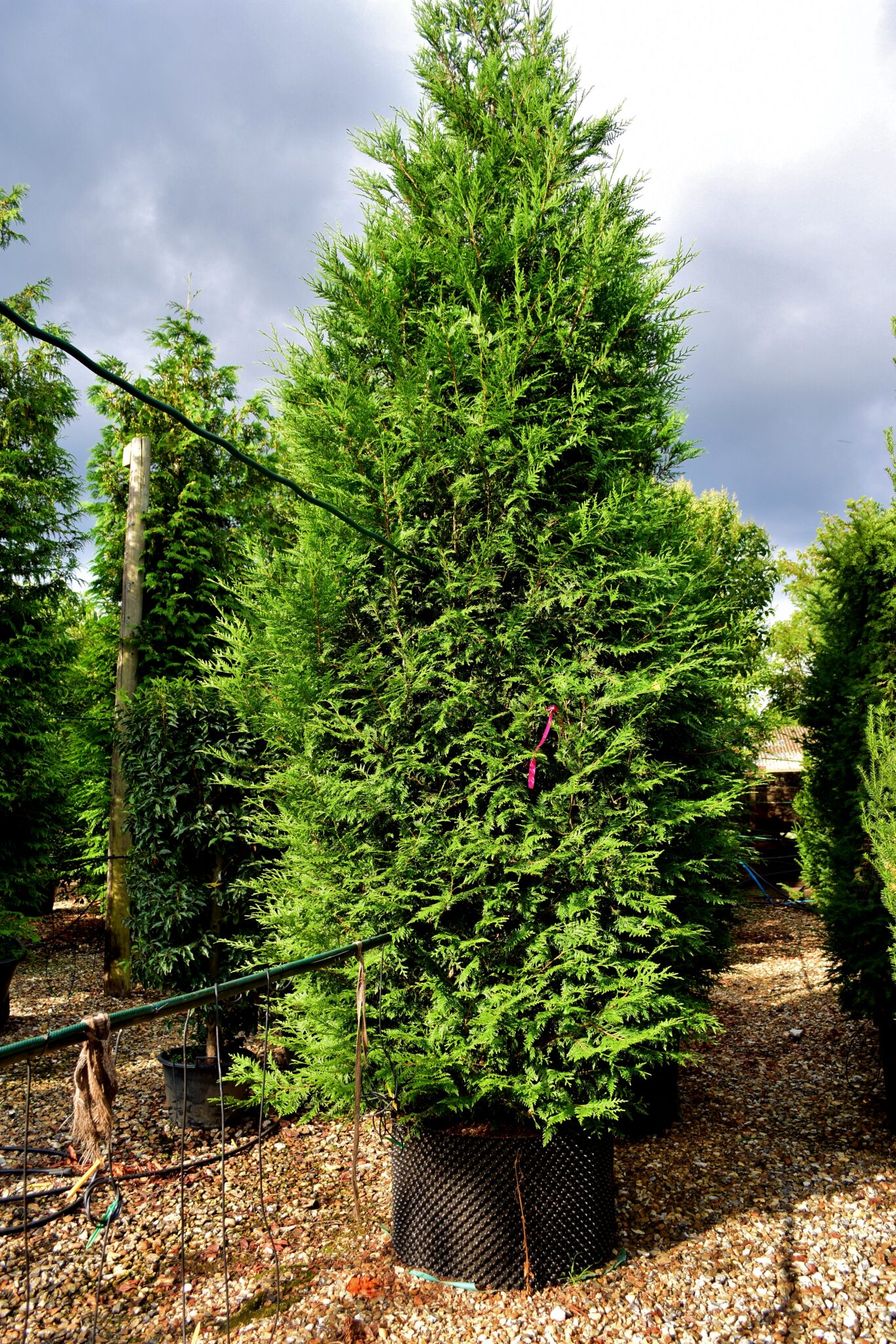 Thuja plicata Excelsa (Western Red Cedar) evergreen tree from ...