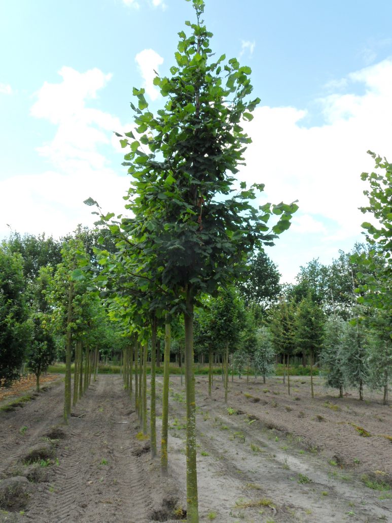 Tilia platyphyllos | Broad Leafed Lime from Practicality Brown